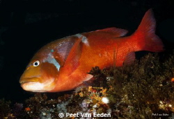Roman at Atlantis reef by Peet Van Eeden 